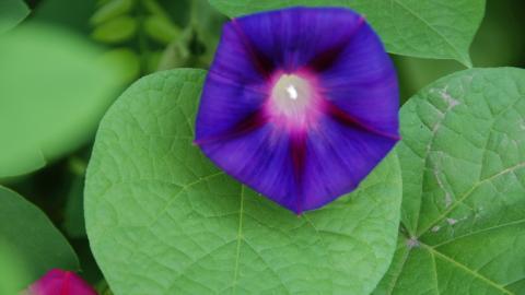 紫色唯美的牵牛花图片大全