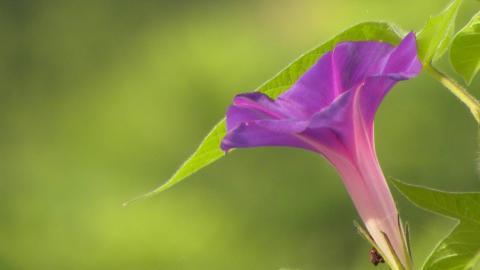 紫色唯美的牵牛花图片大全