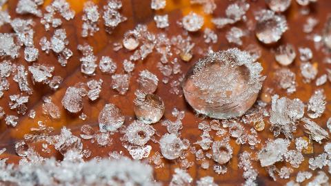 冰雪植物(冰晶幻梦)图片