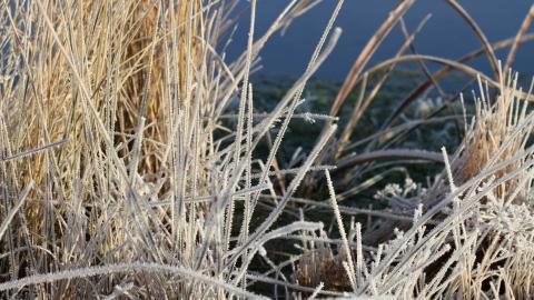 冰雪植物(冰晶幻梦)图片