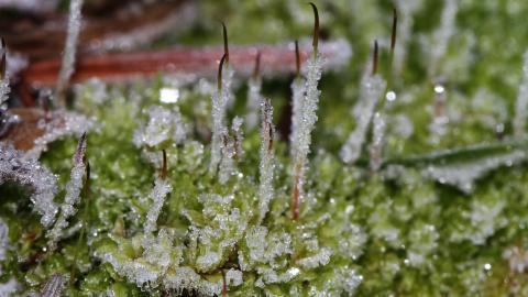 冰雪植物(冰晶幻梦)图片