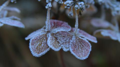 冰雪植物(冰晶幻梦)图片