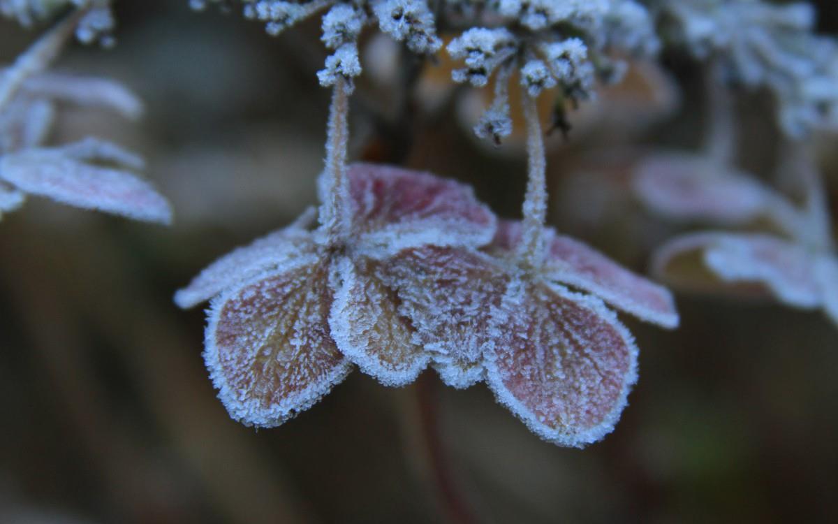 冰雪植物(冰晶幻梦)图片