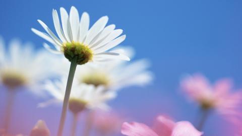 美丽花儿与蓝天风景图片