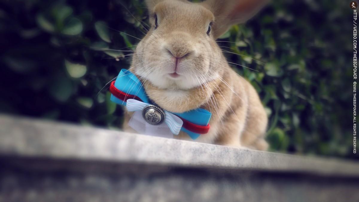 萌兔子“史大力”图片