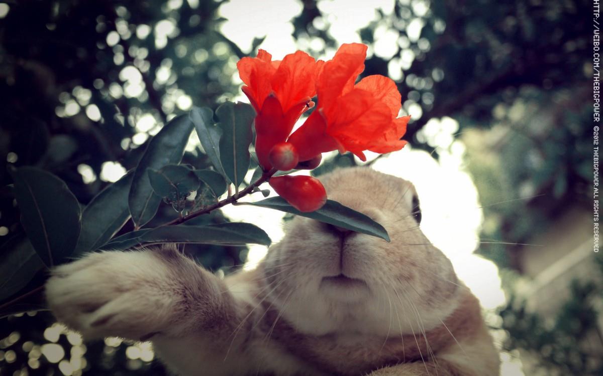 萌兔子“史大力”图片