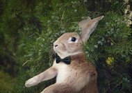 萌兔子“史大力”图片