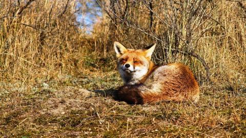 狡猾的狐狸图片大全