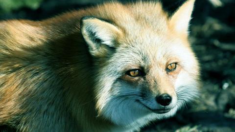 狡猾的狐狸图片大全