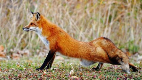 狡猾的狐狸图片大全