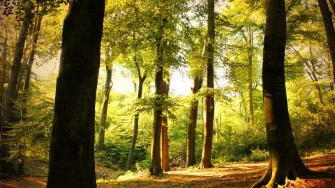 Win7主题森林风光宽屏图片