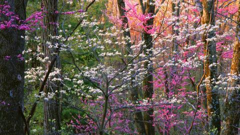 Win7主题森林风光宽屏图片