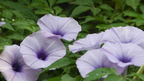紫色唯美的牵牛花图片大全