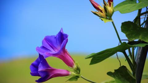 紫色唯美的牵牛花图片大全