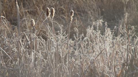 冰雪植物(冰晶幻梦)图片