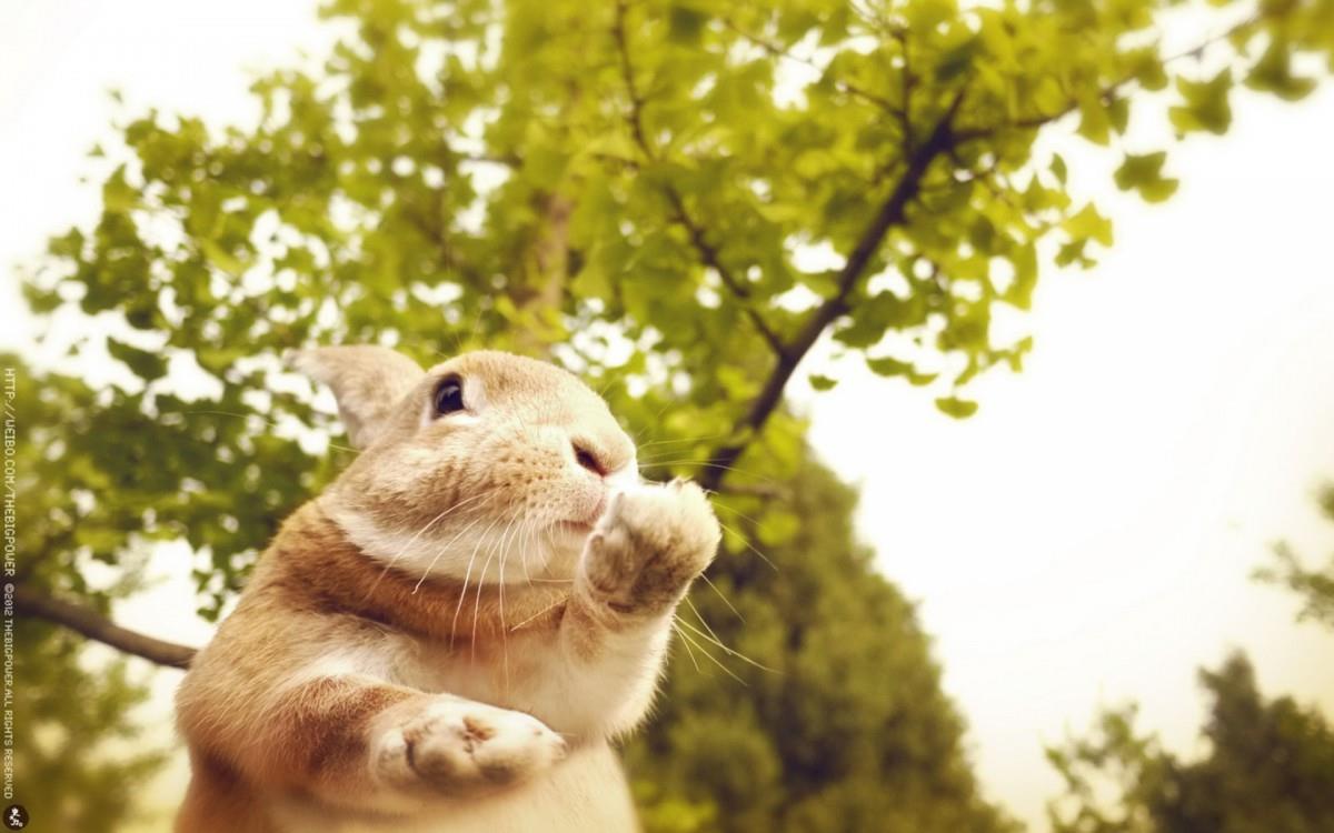 萌兔子“史大力”图片