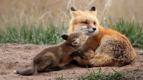 狡猾的狐狸图片大全