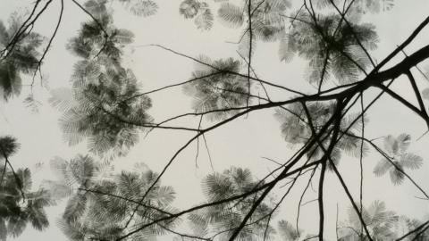 叶子水墨画图片