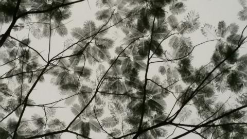 叶子水墨画图片