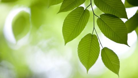 Win7主题森林风光宽屏图片