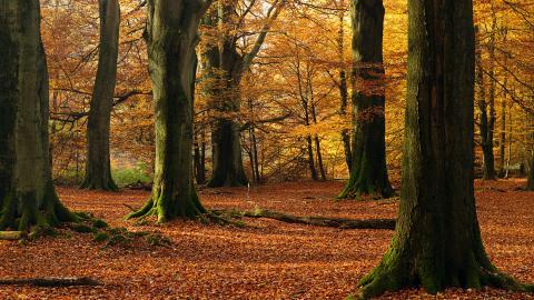 Win7主题森林风光宽屏图片