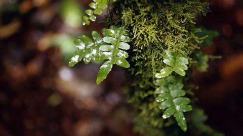 Win7主题森林风光宽屏图片