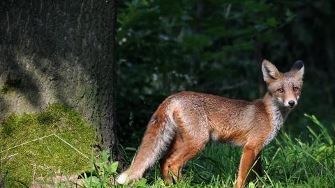 狡猾的狐狸图片大全