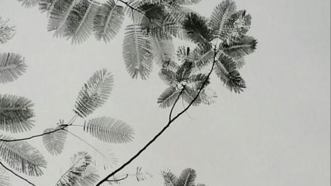 叶子水墨画图片