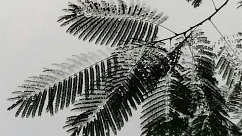 叶子水墨画图片