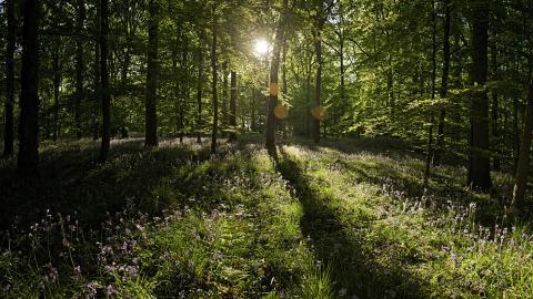 Win7主题森林风光宽屏图片