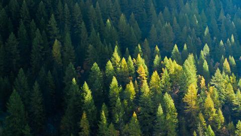 Win7主题森林风光宽屏图片