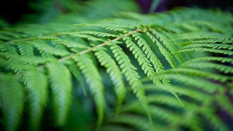 Win7主题森林风光宽屏图片