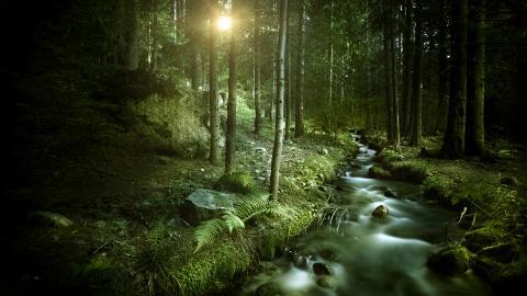 Win7主题森林风光宽屏图片