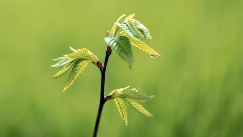 树苗(微软Win7宽屏图片)