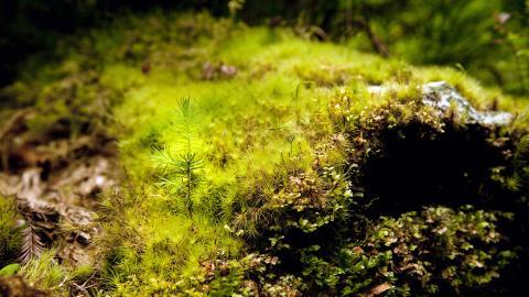 树苗(微软Win7宽屏图片)