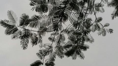 叶子水墨画图片