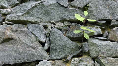 树苗(微软Win7宽屏图片)