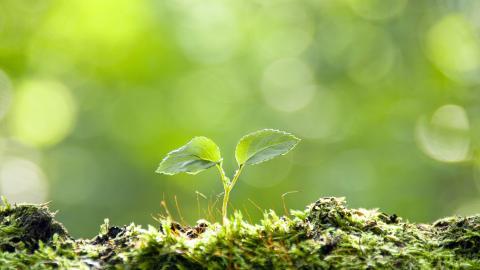 树苗(微软Win7宽屏图片)