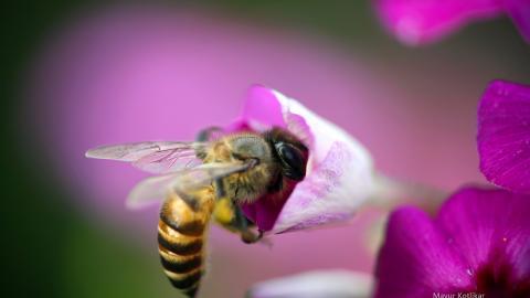 蜜蜂与花高清微距图片