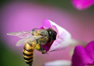 蜜蜂与花高清微距图片