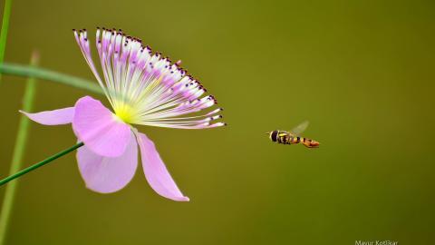 蜜蜂与花高清微距图片