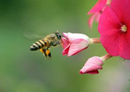 蜜蜂与花高清微距图片