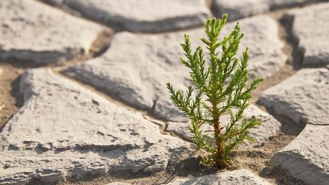 树苗(微软Win7宽屏图片)