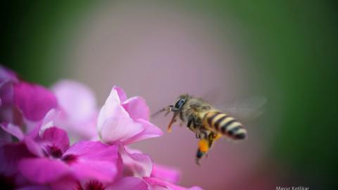 蜜蜂与花高清微距图片
