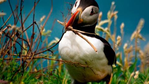 国家地理动物专辑图片