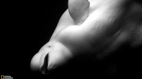 国家地理动物专辑图片