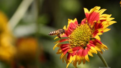 蜜蜂与花高清微距图片