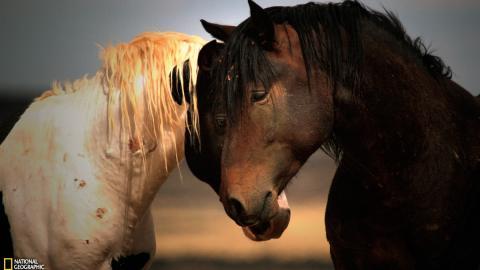 国家地理动物专辑图片