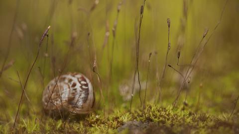 蜗牛图片