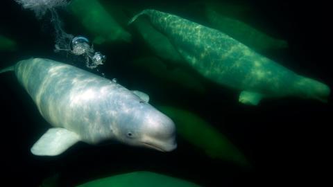 国家地理动物专辑图片